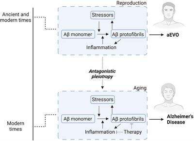 Innate neuroimmunity across aging and neurodegeneration: a perspective from amyloidogenic evolvability
